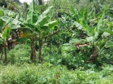 New Forest, Trelawny, Jamaica - Residential lot for Sale